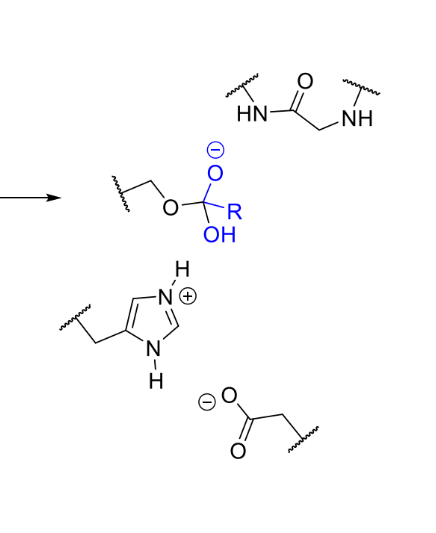 <p>what happens next in serine protease mechanism</p>