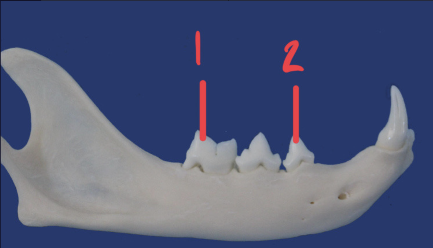 <p>What is the number according to the triadan system for 2? How many roots does it have and what animal is this?</p>
