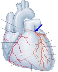 <p>Name the coronary artery indicated by the blue arrow</p>