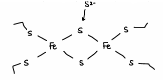 <p>Proteins containing iron sulfur sites.</p><ul><li><p>The electrons are fully delocalised between Fe atoms, forming Fe with a 2.5+ charge.</p></li><li><p>High delocalisation means faster electron transfer.</p></li></ul><p></p>