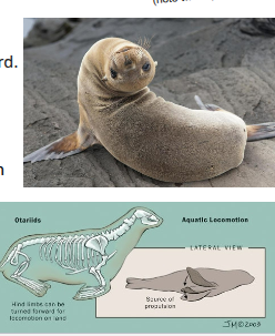 <p>Eared seals - sea lions, fur seals.</p>