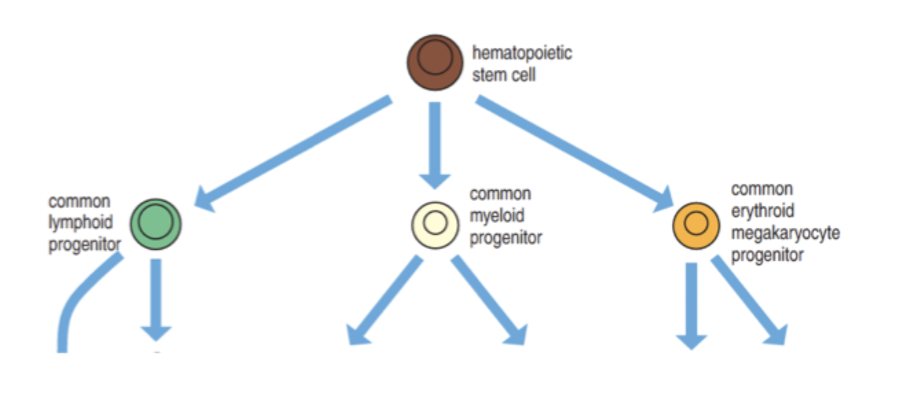 <p>Pluripotent stem cell divides into more specialised progenitor cells that give rise to lymphoid, myeloid and erythroid linages </p>