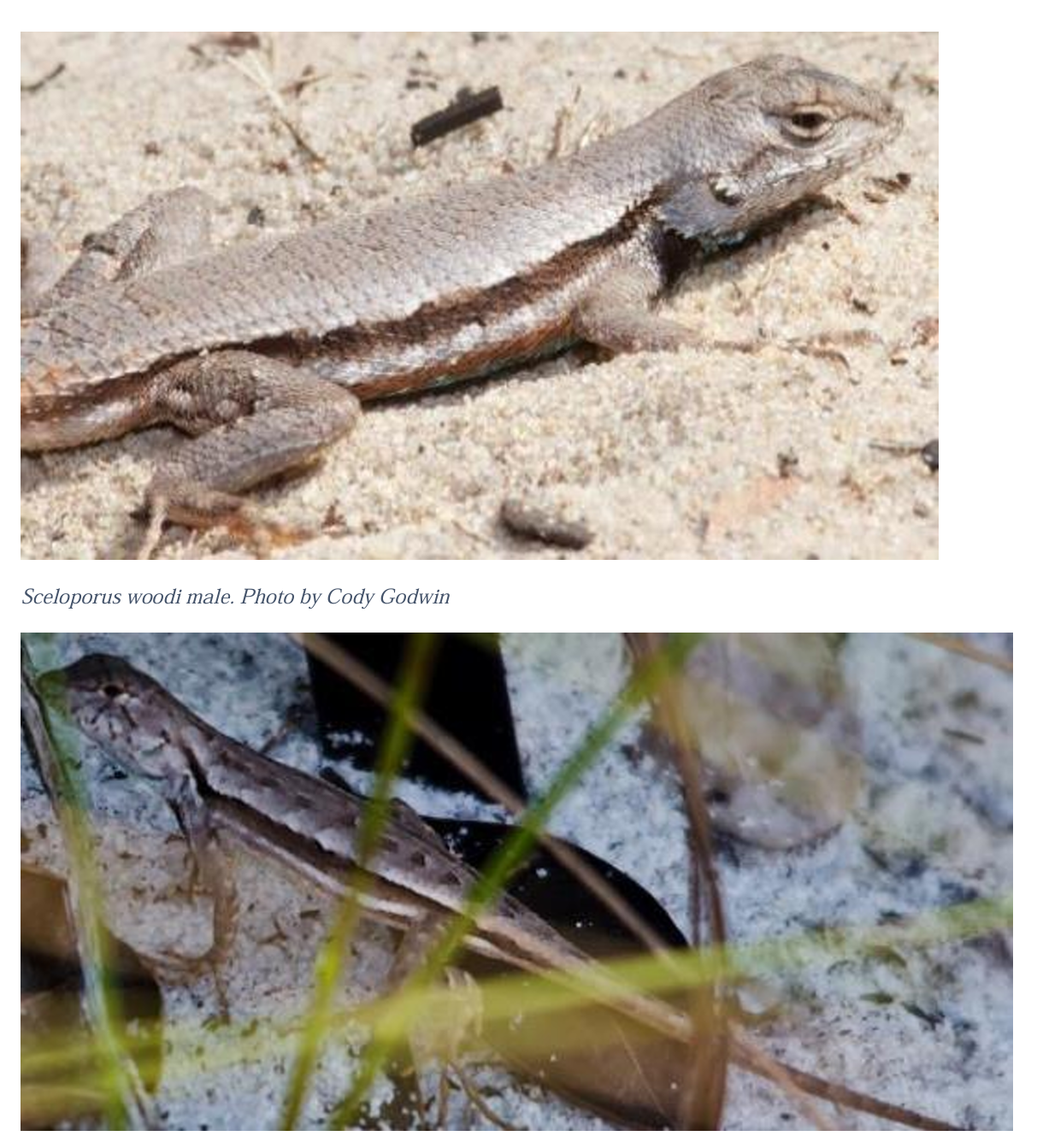 <p>Florida Scrub Lizard** family & family name</p>