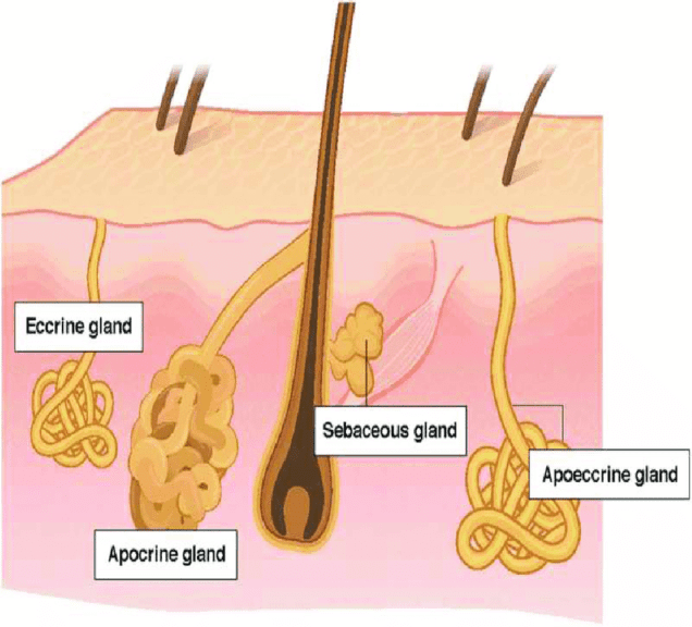 <p>only in <u>axillary/genital regions</u></p><p>sweat secreted into <u>hair follicles</u> through ducts that lead to hair follicles</p><ul><li><p>revealed along shaft of hair</p></li></ul><p></p>