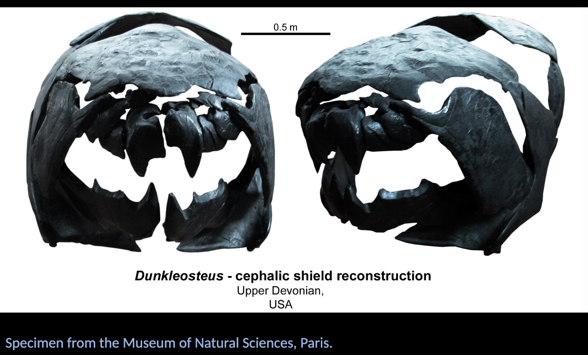 <p><span style="color: rgb(239, 235, 235);">Arthrodires</span></p><ul><li><p><span style="color: rgb(239, 235, 235);">Almost exclusively MARINE, rarely adapted to FRESHWATER environments.</span></p></li><li><p><span style="color: rgb(239, 235, 235);">Stratigraphical range: DEVONIAN.</span></p></li><li><p><span style="color: rgb(239, 235, 235);">Evolved a CEPHALIC SHIELD with plates connected in POINTS, which confer it a high levels of FLEXIBILITY.</span></p></li><li><p><span style="color: rgb(239, 235, 235);">Up to TEN meters in length.</span></p></li></ul><p></p>