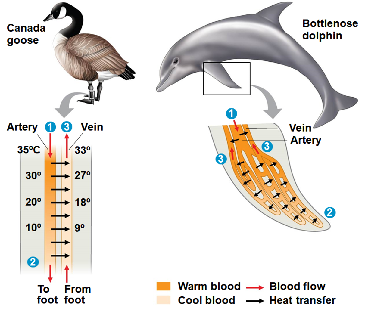<p>Circulatory Adaptation</p>