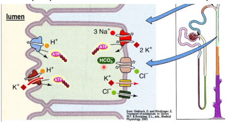 <p>potassium reabsorption in alpha-intercalated cells is coupled to secretion of of H+</p>