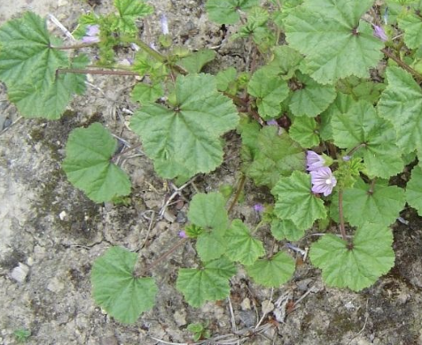 <p><strong>Plant family:</strong> Malvaceae<br><strong>Life cycle:</strong> Annual or short‑lived perennial<br><strong>Key persistence / spread:</strong> Seed<br><strong>Farming systems:</strong> Tracks, yards, lucerne paddocks</p><p><strong> How to identify</strong></p><p>It is a spreading or low‑growing plant with rounded, palmately lobed leaves that resemble small geranium leaves. Leaves are softly hairy and carried on long petioles.</p><p>Stems are prostrate to ascending and tough. Flowers are showy compared with most weeds, with five petals that are white, pink, or purple.</p><p>After flowering, the plant produces distinctive wheel‑shaped seed pods, made of wedge‑shaped segments arranged in a ring.</p><p>It thrives in compacted or disturbed soil and is tolerant of trampling.</p>