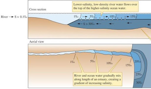 <p>as rivers meet oceans we get more salinity as the two bodies of water mix, closer to the ocean the saltier</p>