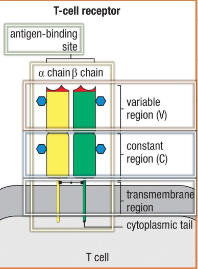 <ul><li><p><em>membrane bound and has many subunits </em></p></li><li><p><em>no effector function</em></p></li><li><p><em>one antigen binding site </em></p></li><li><p><em>two chains (alpha and beta) </em></p></li><li><p><em>each chain has 3 regions (variable, transmembrane and constant)</em></p></li></ul><p></p>