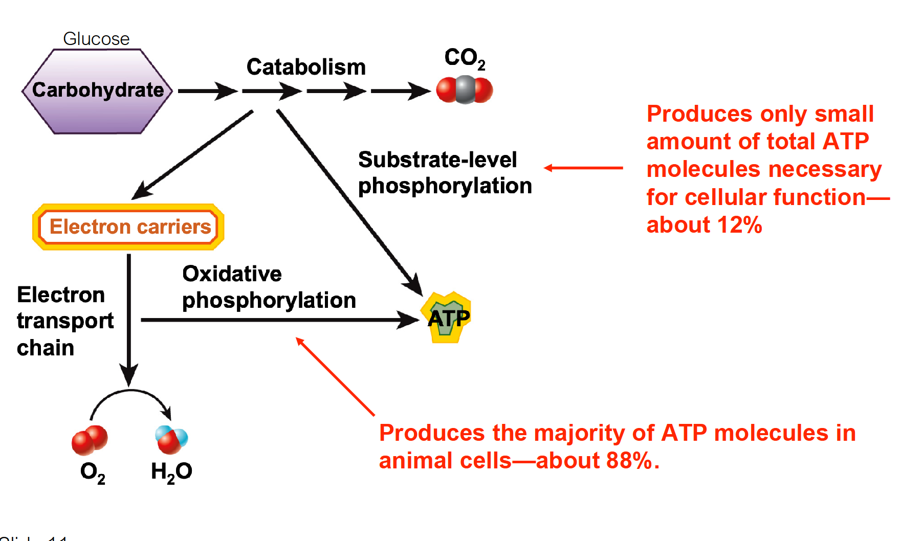 <p>Oxidative Phosphorylation produces a lot more!</p>