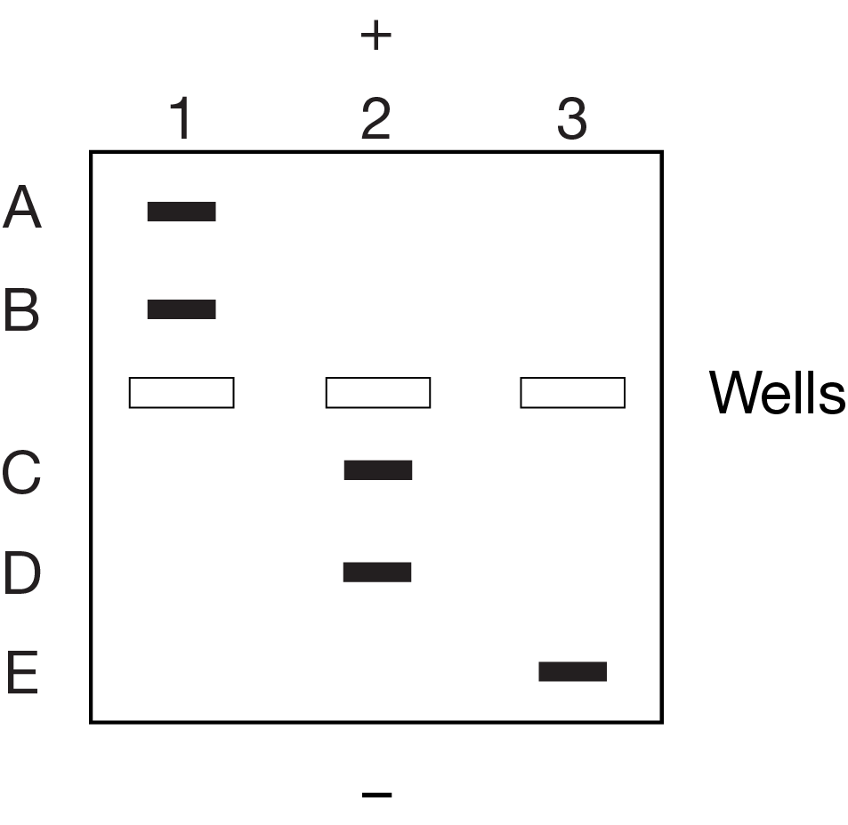 <p>Students subjected three samples of five different molecules to gel electrophoresis as shown in Figure 1.<br></p><p>Figure 1. Gel electrophoresis of three prepared samples</p><p>Which of the following statements best explains the pattern seen on the gel with regard to the size and charge of molecules A and B?</p>