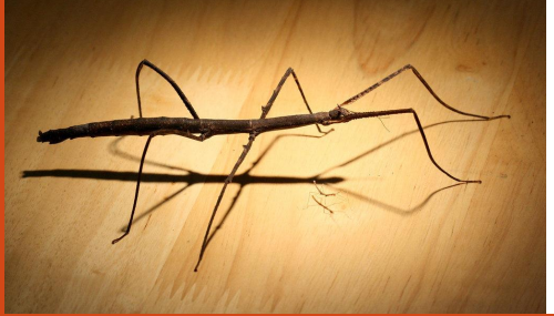 <p>name this animal</p>