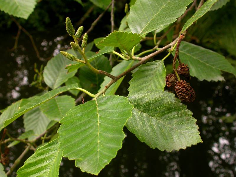 <p>Red Alder</p>