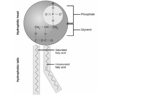 <p>It is formed via the <mark data-color="#afb051" style="background-color: rgb(175, 176, 81); color: inherit;">condensation reaction</mark> between <span data-name="chains" data-type="emoji">⛓</span>2 hydrocarbon chains<span data-name="chains" data-type="emoji">⛓</span>, joined to a <span style="color: rgb(171, 185, 255);">glycerol backbone</span> via <span data-name="arrow_right" data-type="emoji">➡</span>ester bonds<span data-name="arrow_left" data-type="emoji">⬅</span>. The third hydroxyl group of the glycerol backbone is joined to a <span data-name="heavy_minus_sign" data-type="emoji">➖</span> negatively charged phosphate group<span data-name="minus" data-type="emoji">➖</span>. </p><p></p><p>It is basically a triglyceride - hydrocarbon chain + phosphate group. </p>