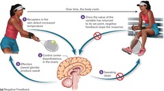 <p>Body temperature regulation.</p>