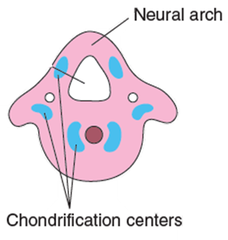 <p>- one pair on the centrum </p><p>-one pair on the neural arch (left and right)</p><p>-one pair on the transverse process (left and right)</p><p>-total= 6!</p>