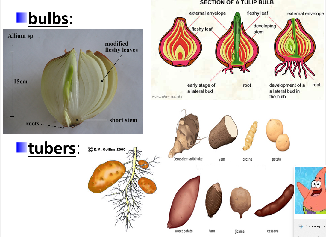 <p>natural</p><p><strong>enlarged underground </strong>stems surrounded by <strong>leaves </strong>& containing stored food</p><p>e.g. onions, tulips</p>