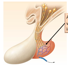 <ul><li><p>Not made; just released into this part</p></li><li><p>Two neurohormones stored in synaptic vesicles in axon terminals</p><ul><li><p>Antidiuretic Hormone (ADH)</p></li><li><p>Oxytocin</p></li></ul></li></ul><p></p>