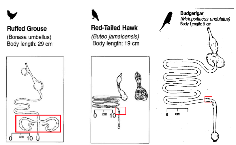 <p>Site of microbial fermentation (VFA, Vit B, Vit K)</p><ul><li><p>Paired (most birds) ‘ceca’</p></li></ul><p></p><p>Exceptions:</p><ul><li><p>Single (heron)</p></li><li><p>Functionless (most carnivores)</p></li><li><p>Absent (swifts, hummingbirds, woodpeckers, budgies; primarily because of their highly specialized, low-fiber diets and structural evolutionary adaptations for efficient flight</p></li></ul><p></p>