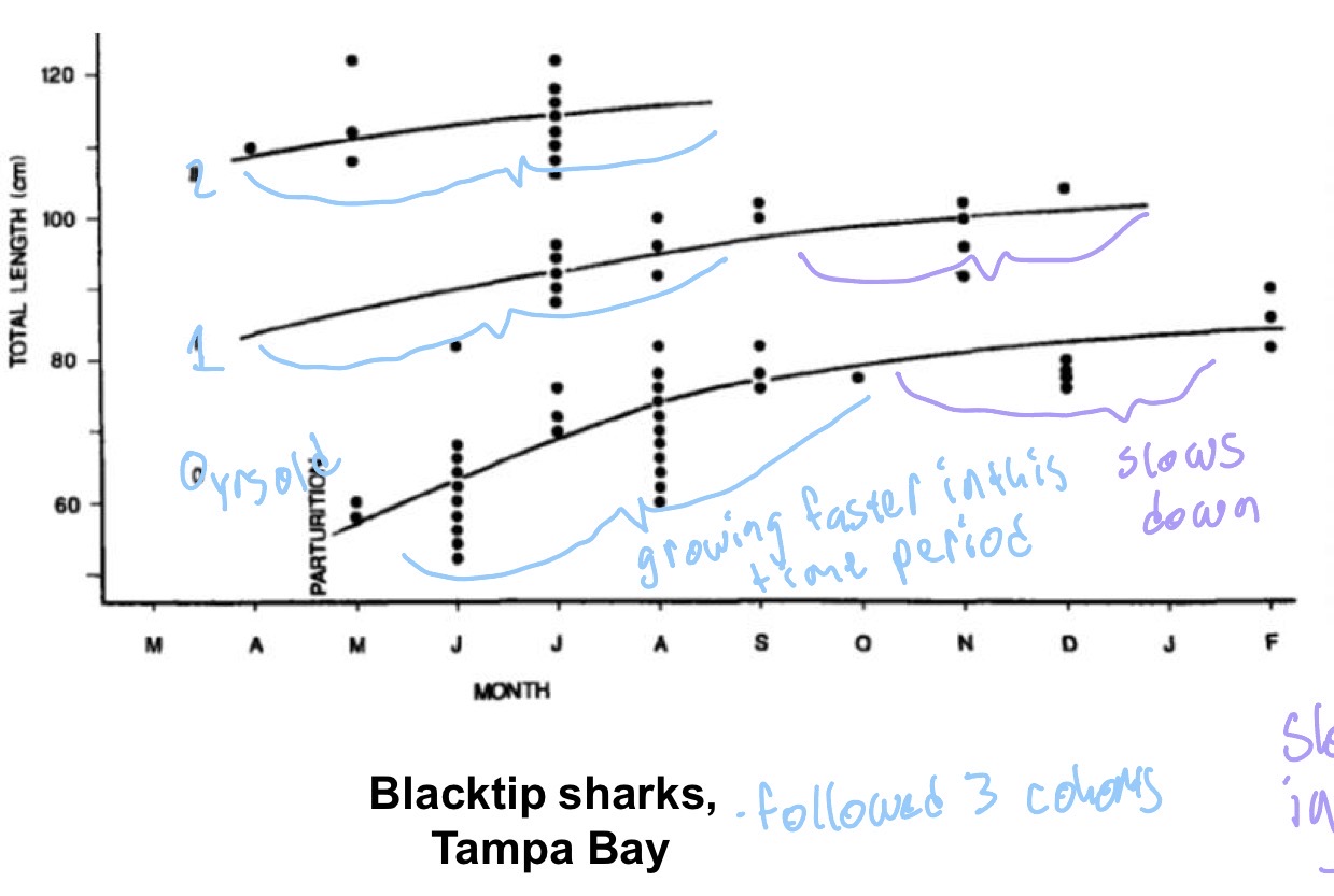<p>Following size distribution of an individual cohort through time- measure the growth by following a cohort every month</p><ul><li><p>all the curves show faster growth at first and then level, even though there are 3 different ages and this is only over a 1 year period</p></li><li><p>Have fast growth in summer period and then slows down at winter time due to colder water &amp; less prey </p></li></ul><p></p>