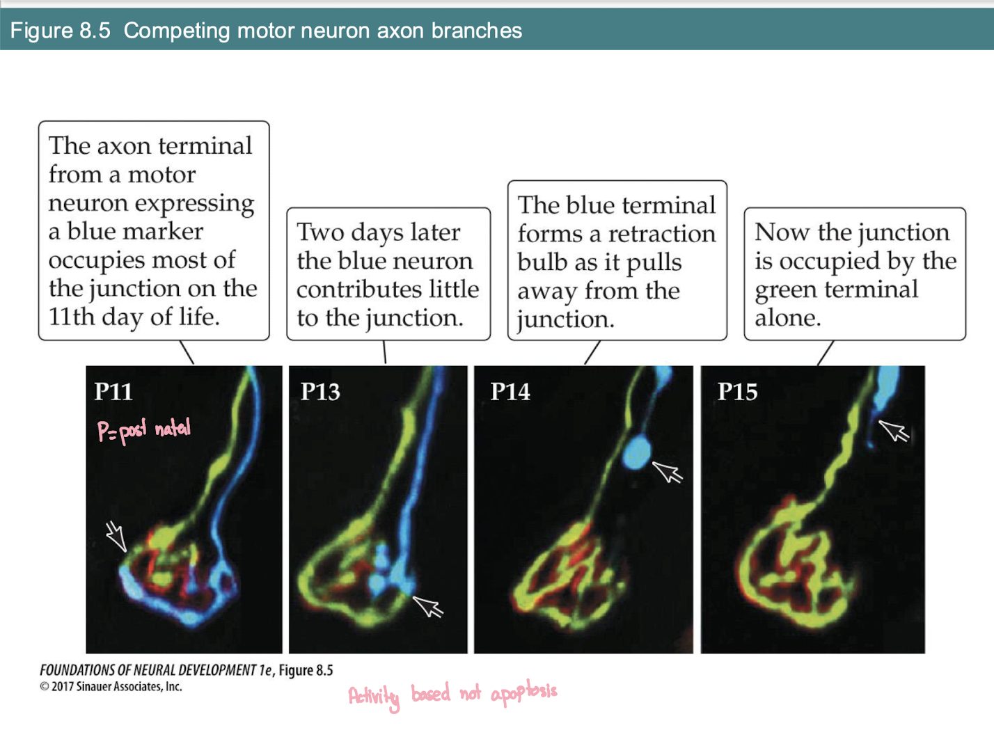 <p>What is the structural sign that an axon is <strong>losing</strong> the competition at a neuromuscular junction?</p>