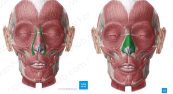 <p>left</p><p>right</p><p>2 parts</p>