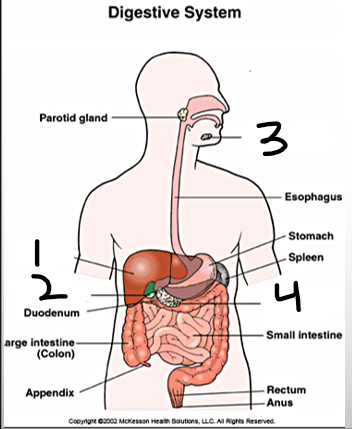 <p>what accessory gland is 1?</p>