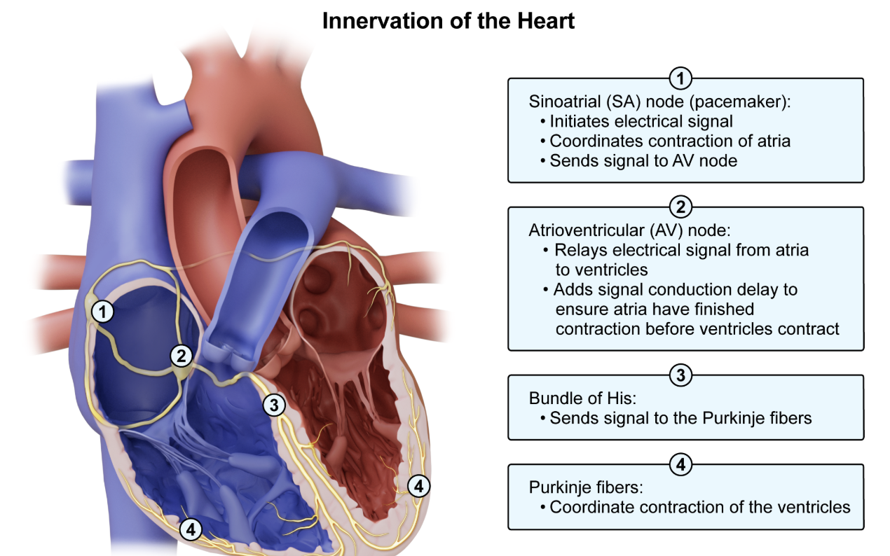 <p>relay elec signal from atria → ventricles</p>