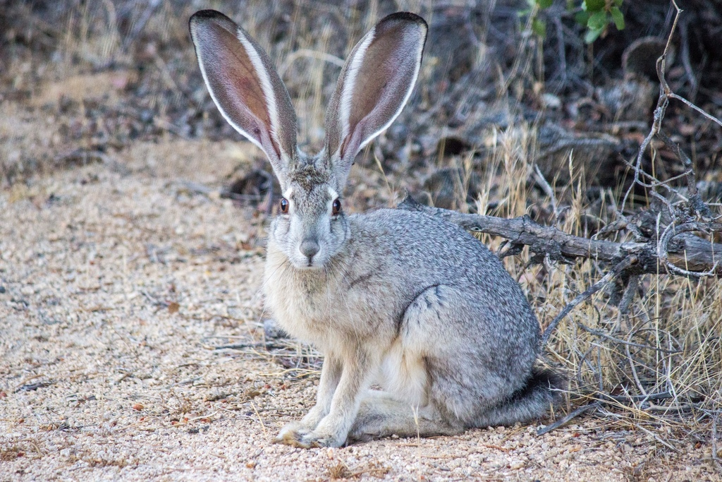 <p><strong>Very long hind feet and large ears. Young are precocial (fully furred, eyes open, mobile at birth). Extremely fast runners (45 mph) adapted for open habitats.</strong></p>