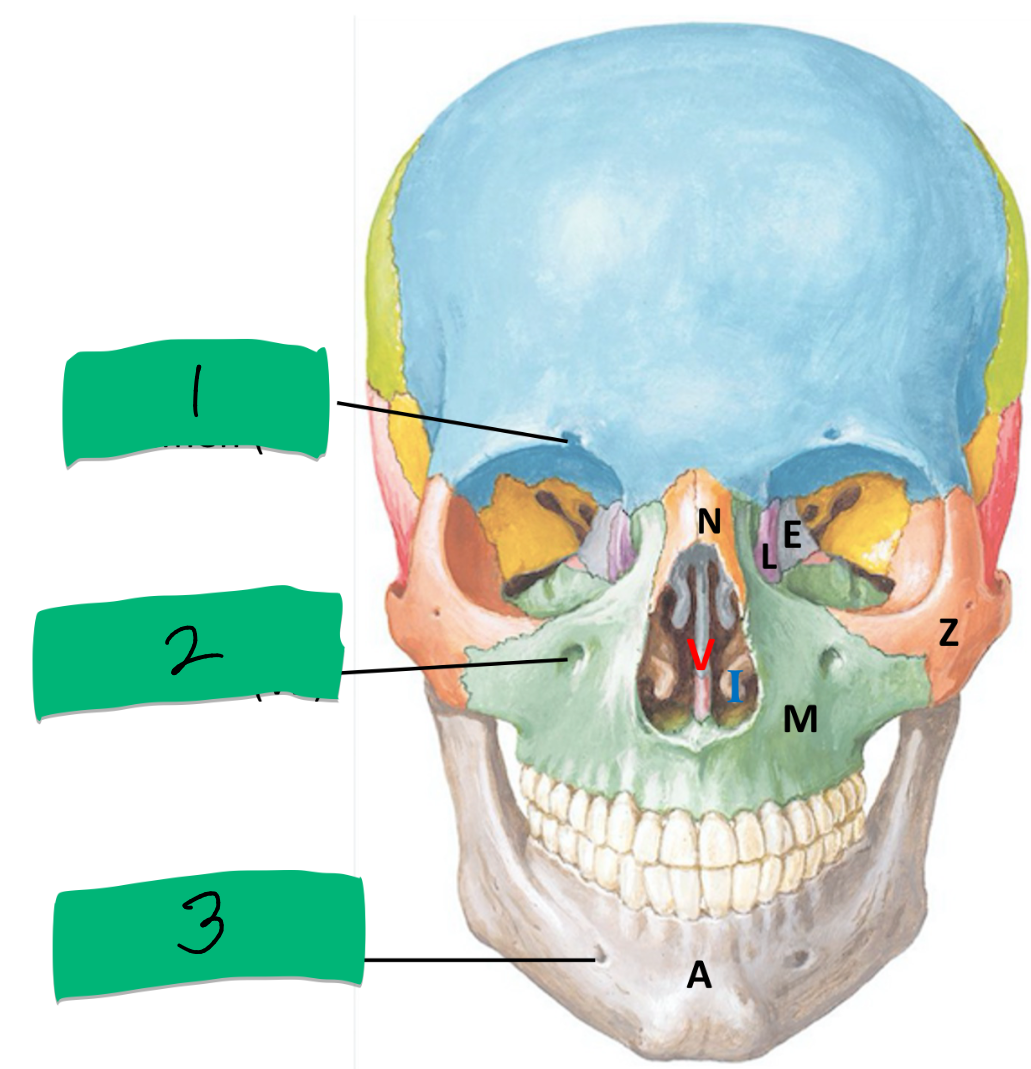 <p>Name and these bone belong to?</p>