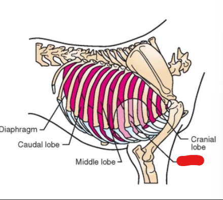 <p>what is it (Respiratory System)</p>