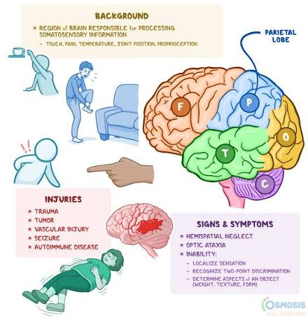 <p>Parietal Lobes</p>