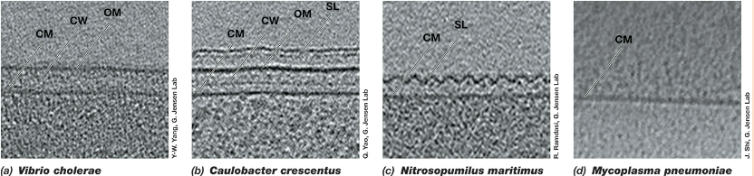 <p>-Some bacteria lack obvious peptidoglycan, like Chlamydia trachomatis and Mycoplasma</p>