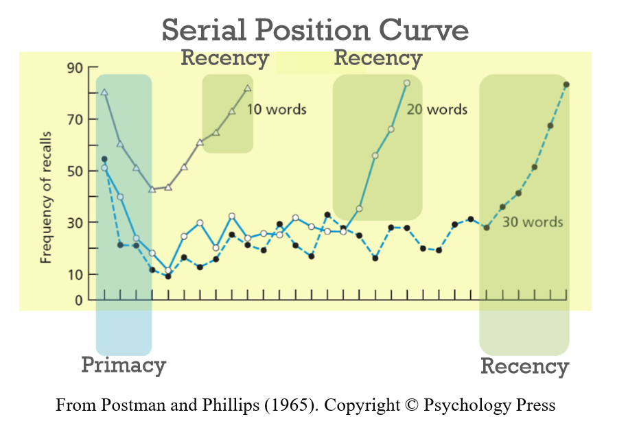 <p><span style="background-color: rgb(229, 224, 236);">Free Recall Ergebnisse:</span></p><ul><li><p><span>Erinnerungswahrscheinlichkeit sinkt je länger die Liste</span></p></li><li><p><span>Die absolute Anzahl erinnerter Items steigt mit der Listenlänge</span></p></li><li><p><span style="background-color: rgb(178, 162, 199);"><strong>Primacy Effect:</strong></span><span> Die ersten paar Items werden besser erinnert (unabhängig von Listenlänge)</span></p></li><li><p><span style="background-color: rgb(178, 162, 199);"><strong>Recency Effekt:</strong></span><span> Die letzten paar Items werden sehr gut erinnert (unabhängig von Listenlänge)</span></p></li></ul><p></p>