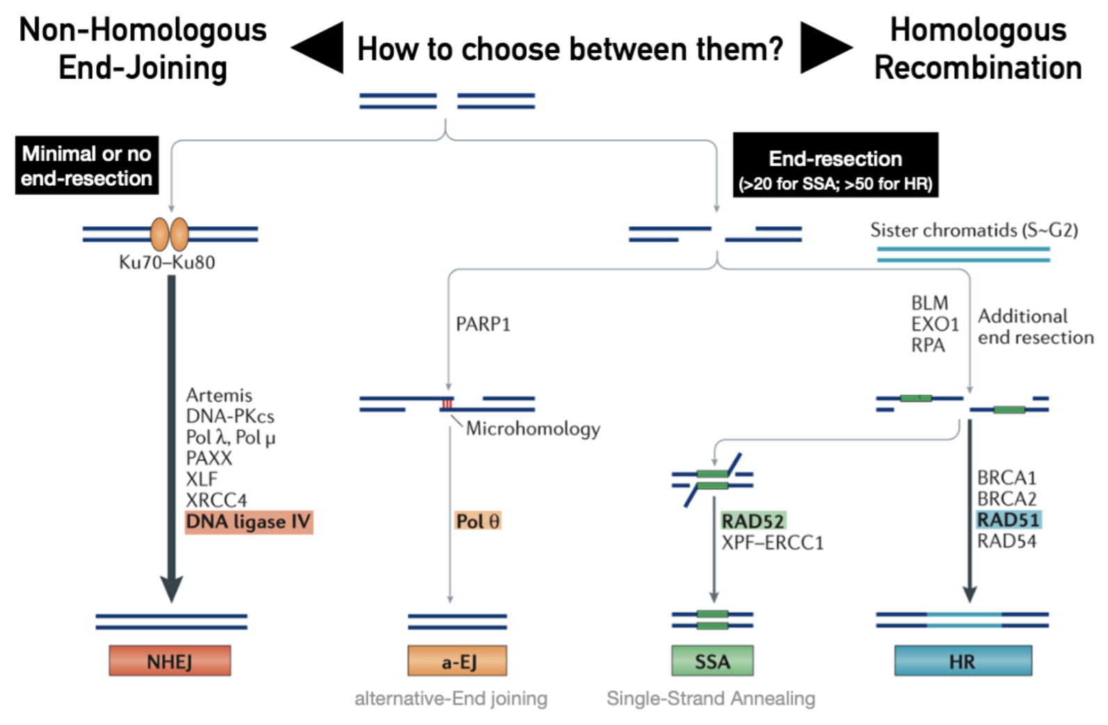 <p>End-resection: favours HR by providing ssDNA substrate for homology search (Rad51)</p><p>End-protection: favours NHEJ (resected ends disfavour Ku)</p>