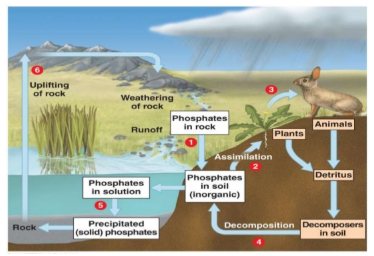 <ul><li><p><span style="background-color: transparent;">Geological upheavals move phosphorus from the ocean to land</span></p></li><li><p><span style="background-color: transparent;">Slow weathering of rocks returns phosphorus to the soil</span></p></li><li><p><span style="background-color: transparent;">Most phosphorus is recycled within a community</span></p></li><li><p><span style="background-color: transparent;">Phosphorus is a limiting nutrient</span></p></li></ul><p></p>