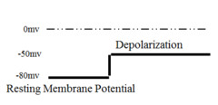 <p>membrane becomes less neg inside the and less pos outside</p><p>ex -80mV to -50mV</p><p>When the cell is depolarized there is a fall or reduction in the membrane potential since the absolute differences in the potential between the inside and the outside of the cell has decreased.</p>
