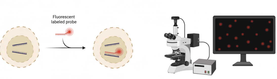 <p><strong>(Fluorescence In Situ Hybridisation)</strong><br>Fluorescent probes hybridise to complementary sequences inside cells.</p><ul><li><p><strong>Uses:</strong> <br>Identify taxa, quantify specific groups, visualise spatial organisation.</p></li><li><p><span style="color: green;"><strong>Example:</strong> </span><br>Activated sludge: ammonia oxidisers <span style="color: red;">(red)</span>, nitrite oxidisers <span style="color: green;">(green).</span></p></li></ul><img src="https://assets.knowt.com/user-attachments/aa98413c-cb86-47e3-a921-5346ed5c5bba.png" data-width="100%" data-align="center"><p></p>
