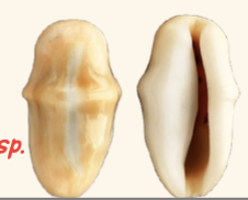 <p><strong>FILO<br>CLASE</strong><br><strong>SUBCLASE</strong><br><strong>ORDEN</strong><br><strong>FAMILIA</strong><br><strong>GÉNERO</strong><br><strong>NOMBRE COMÚN<br>CARACTERÍSTICAS</strong><br><strong>RÁDULA<br>ALIMENTACIÓN <br>HÁBITAT</strong></p>