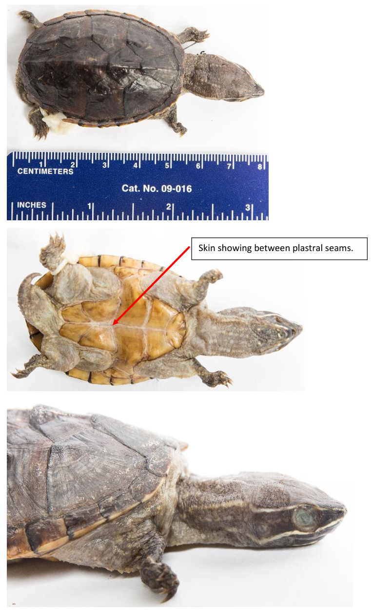 <p>Eastern Musk Turtle (Stinkpot) order & suborder</p>