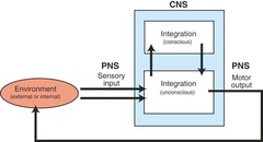 <p>What are the components of the PNS?</p>