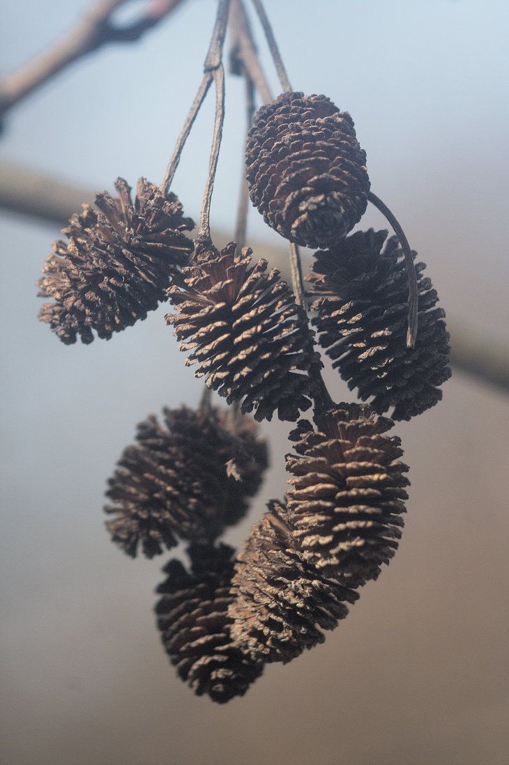 <p>small brown cone-like structures. </p>