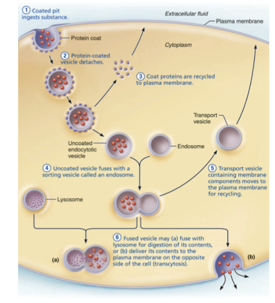 <ul><li><p>transport into cell</p></li><li><p>involves formation of protein-coated vesicles </p></li><li><p>usually involve receptors, and therefore, can be a very selective process </p><ul><li><p>substance being pulled in must be able to bind to its unique receptor </p></li></ul></li><li><p>some pathogens are capable of hijacking receptor for transport into cell </p></li><li><p>once veislce isp pulled inside cell, it may: </p><ul><li><p>fuse with lysosome or </p></li><li><p>undergo transcytosis </p></li></ul></li><li><p>phagocytosis, pinocytosis, receptor-mediated endocytosis </p></li></ul><p></p>