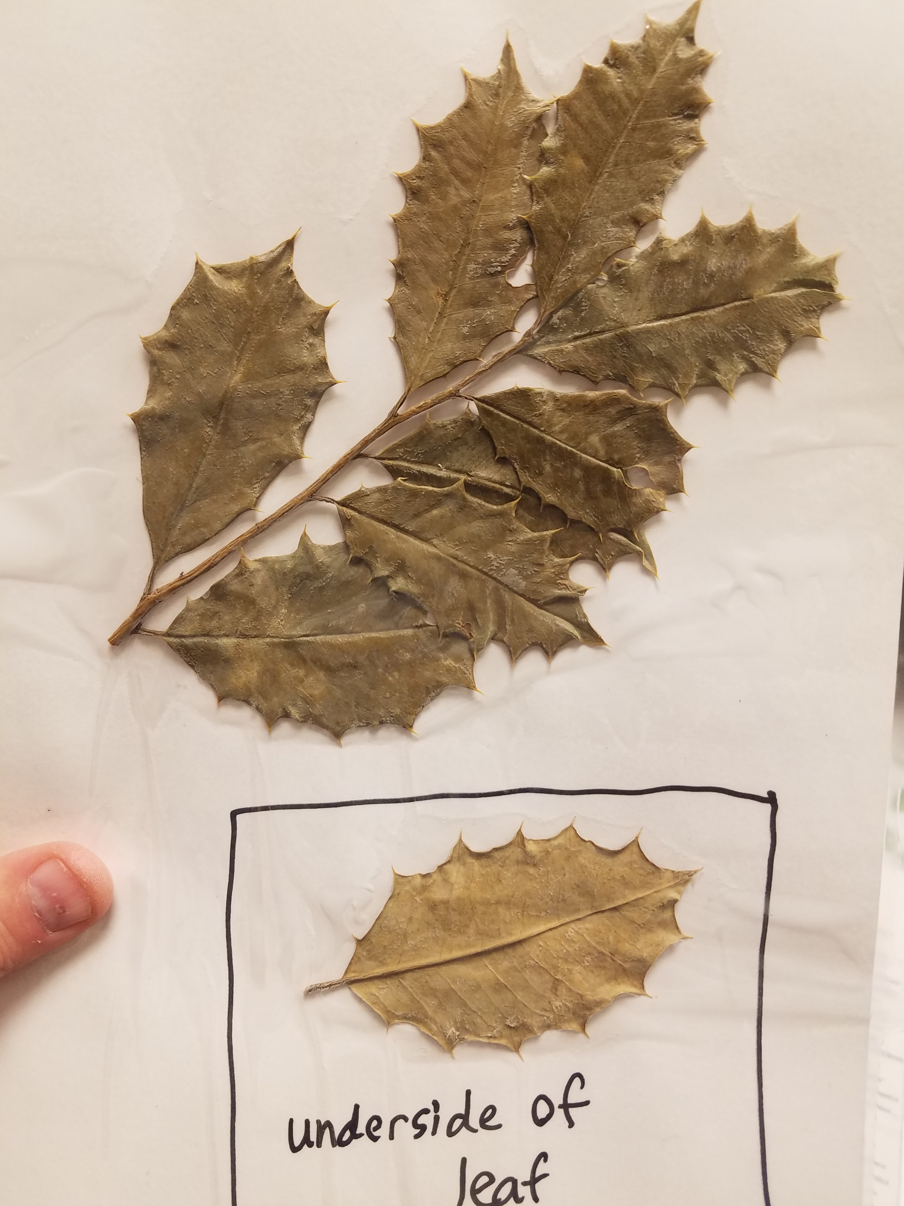 <p>What is the common name?</p>