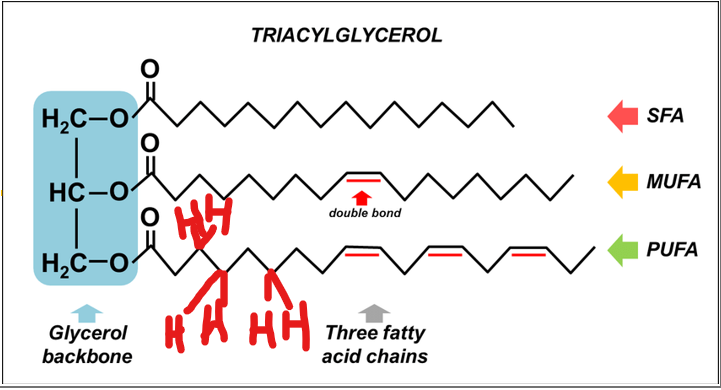 <p>The key biochemical significance of triacylglycerols lies in their <strong>high energy density</strong>.</p><p>What is the explanation behind this?</p>