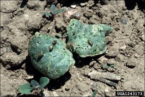 <p>Identify the insect, <strong>order</strong>, and mouthparts</p>