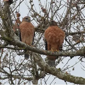 <p>Common Name, Order, Family, Banding Code</p>