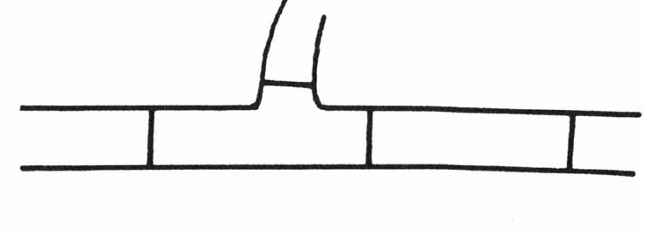 <p>hyphae with cross-walls</p>