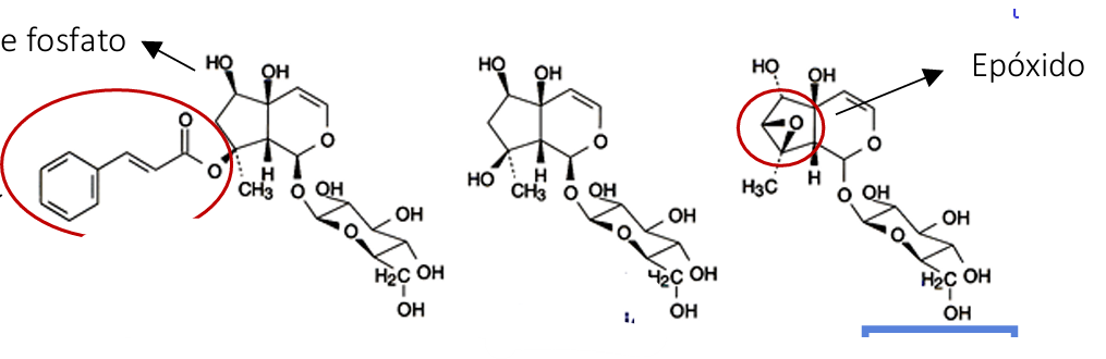 <ul><li><p>nome da planta</p></li><li><p>local da planta</p></li><li><p>nome das moleculas </p></li><li><p>atividade farmacologica </p></li></ul><p></p>